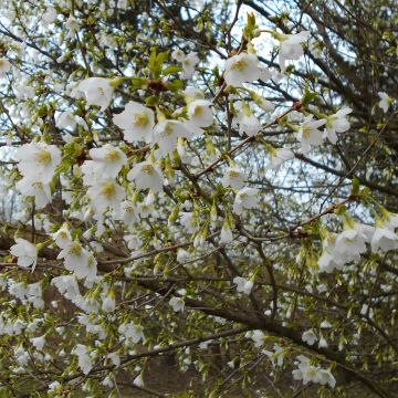 Prunus incisa Yamadei - Cherry