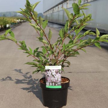 Prunus nipponica var. kurilensis Ruby - Kuril Cherry