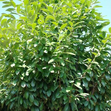 Prunus laurocerasus Novita- Cherry Laurel