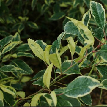 Laurier du Portugal panaché - Prunus lusitanica Variegata