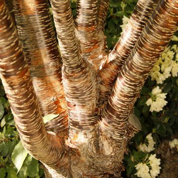 Prunus rufa - Himalayan cherry