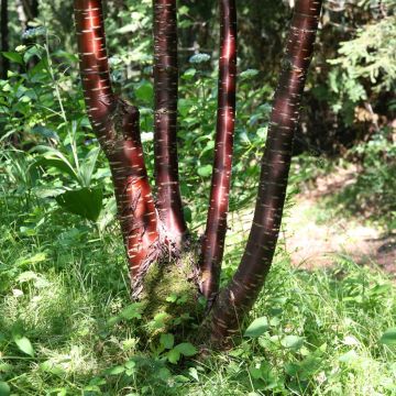 Prunus serrula - Tibetan Cherry