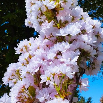 Prunus serrulata Amanogawa - Japanese Cherry