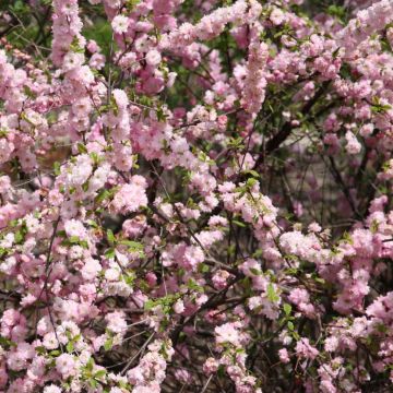 Prunus triloba - Flowering Almond