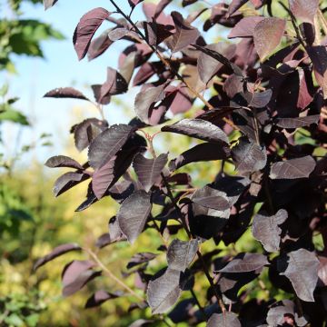 Prunus virginiana Canada Red - Chokecherry