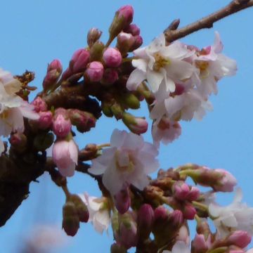 Prunus Autumnalis Rosea - Cherry
