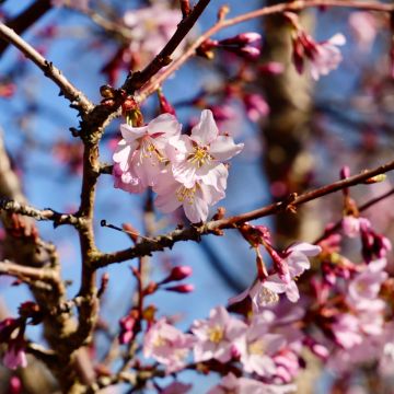 Prunus nipponica var. kurilensis Ruby - Kuril Cherry
