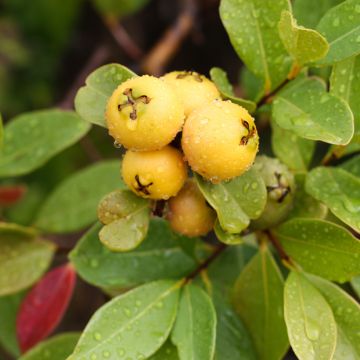 Psidium cattleyanum f. lucidum  - Strawberry guava