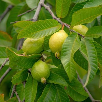 Psidium guajava Limon