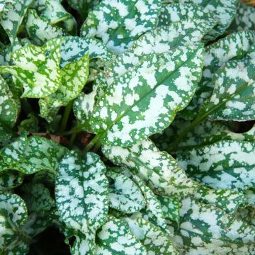 Pulmonaria saccharata Mrs Moon - Lungwort