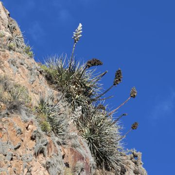 Puya weberbaueri