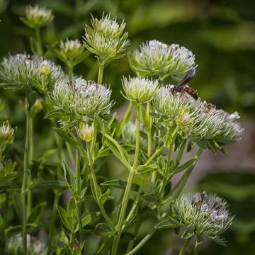 Pycnanthemum flexuosum - Mountain Mint