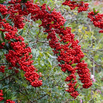 Pyracantha coccinea SAPHYR ROUGE - Scarlet Firethorn