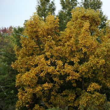 Quercus aliena - Galcham Oak