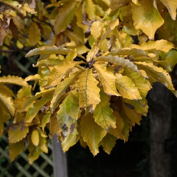 Quercus aliena - Galcham Oak