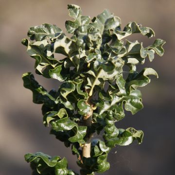 Quercus cerris Curly Head - Oak