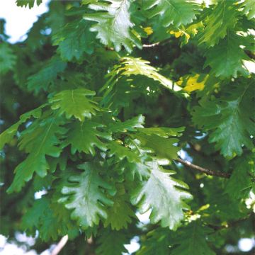 Quercus frainetto - Hungarian Oak