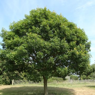 Quercus petraea Mespilifolia - Sessile Oak