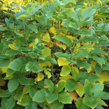 Quercus pontica - Pontic Oak