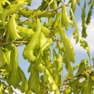 Quercus robur Cucullata -  - Sessile Oak