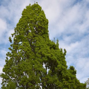 Quercus robur Fastigiata - English Oak