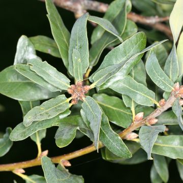 Quercus robur Salicifolia - English oak