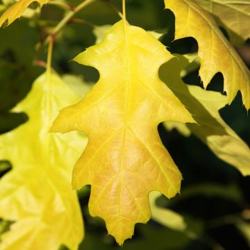 Quercus rubra Boltes Gold - Red Oak