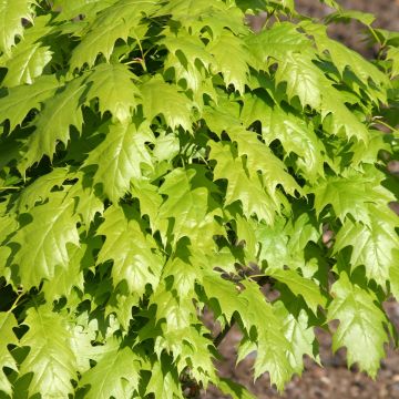 Quercus rubra Haaren - Red Oak