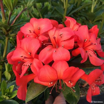 Rhododendron vireya Hendrik's Kers - Tropical Rhododendron