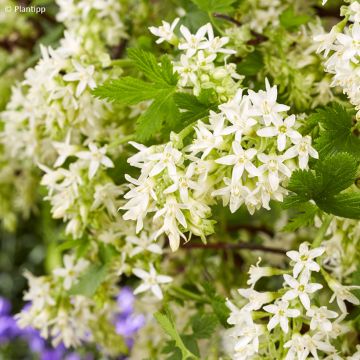 Ribes sanguineum Oregon Snowflake