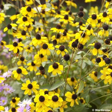 Rudbeckia triloba