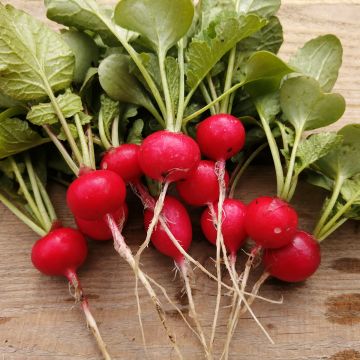 Radish Cerise