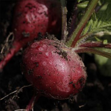 Radish Cherry Belle - Ferme de Sainte Marthe Seeds