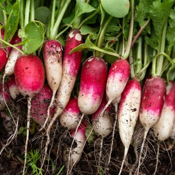 Radish Patricia - Ferme de Sainte Marthe Seeds