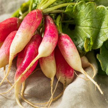 French Breakfast Organic Radish