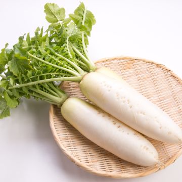 Daikon Radish April Cross F1 - Vilmorin Seeds