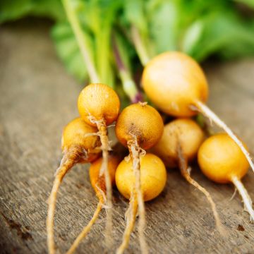 Golden Yellow Oval Radish