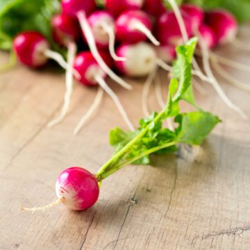 Radish National 2 - Vilmorin Seeds