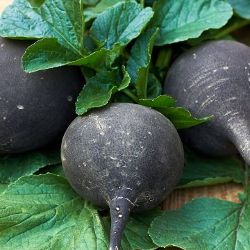 Radish Round Black Spanish