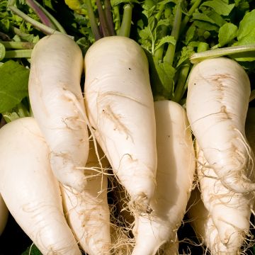 Transparent White Rave Radish