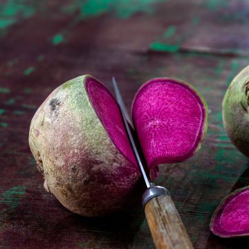 Radish Red Meat - Watermelon Radish