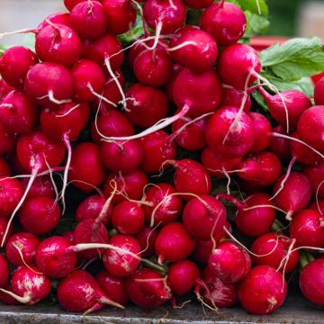 Radish Raxe - Ferme de Sainte Marthe Seeds