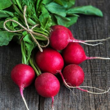 Radish Raxe