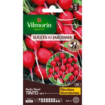 Radish Tinto F1 - Vilmorin Seeds
