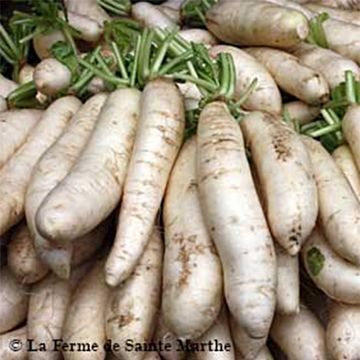Radish April Cross F1 NT Winter Radish - Ferme de Sainte Marthe seeds