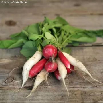 Radis En Mélange AB - Ferme de Ste Marthe