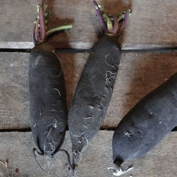 Radish Noir Long Maraîcher - Ferme de Sainte Marthe Seeds