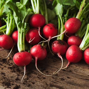 Radish Scarlet Globe - Vilmorin Seeds