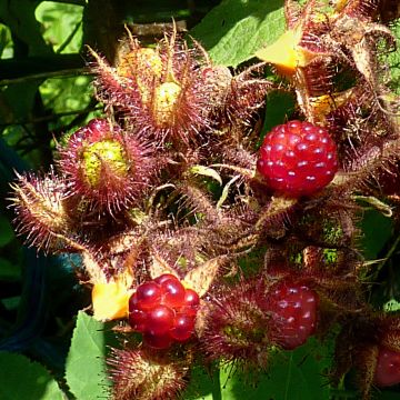 Rubus phoenicolasius 'Raisin du Japon' - Wineberry