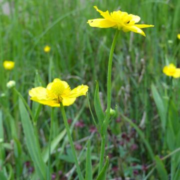 Ranunculus lingua - Greater Spearwort